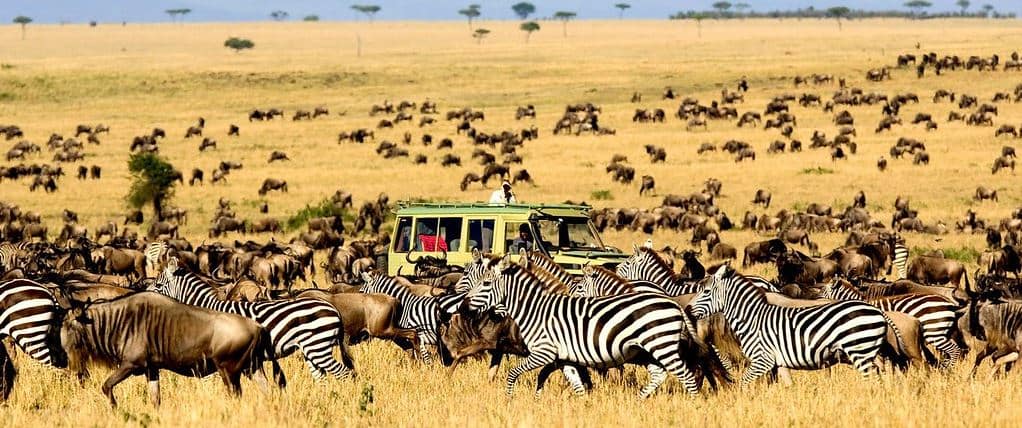 The Great Wildebeest Migration
