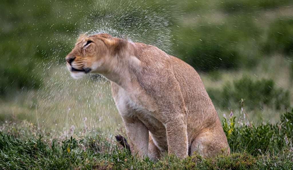 2 day safari in tanzania