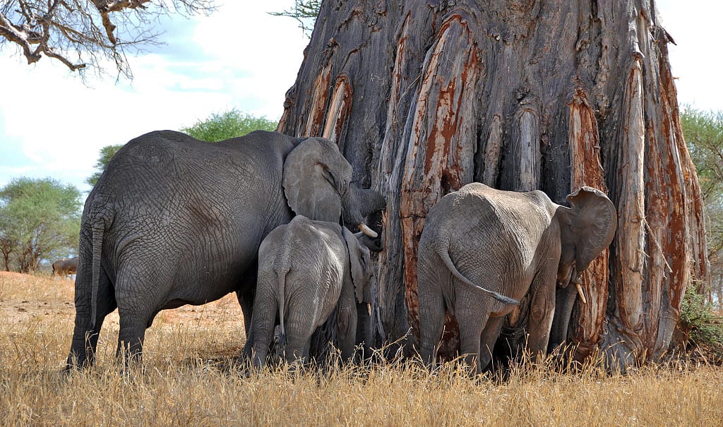 2 day tanzania safari