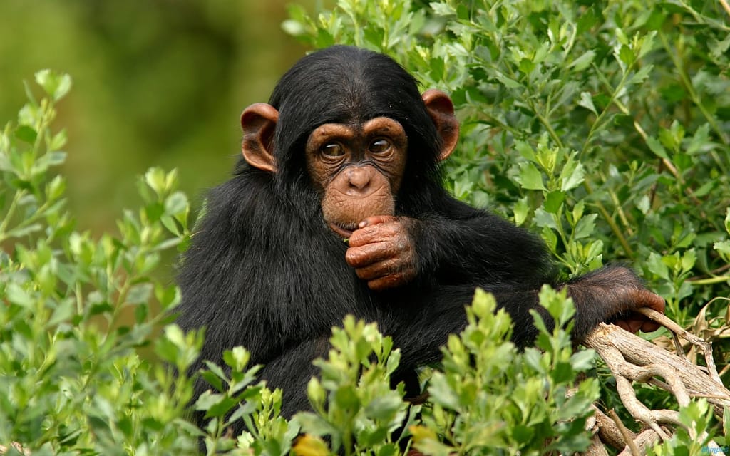 chimpanzee trekking