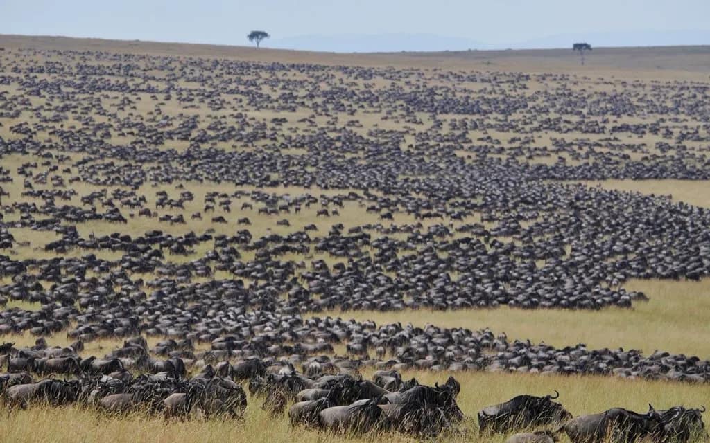 thousands of wildebeests in the southern serengeti