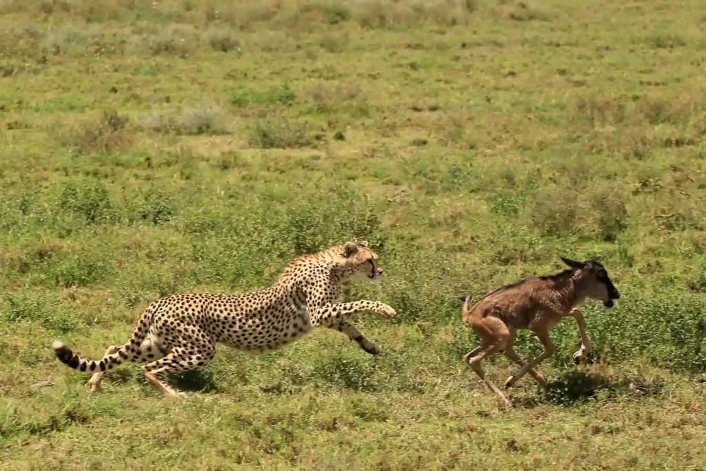 Cheetahs hunt wildebeest calves in the Serengeti.
