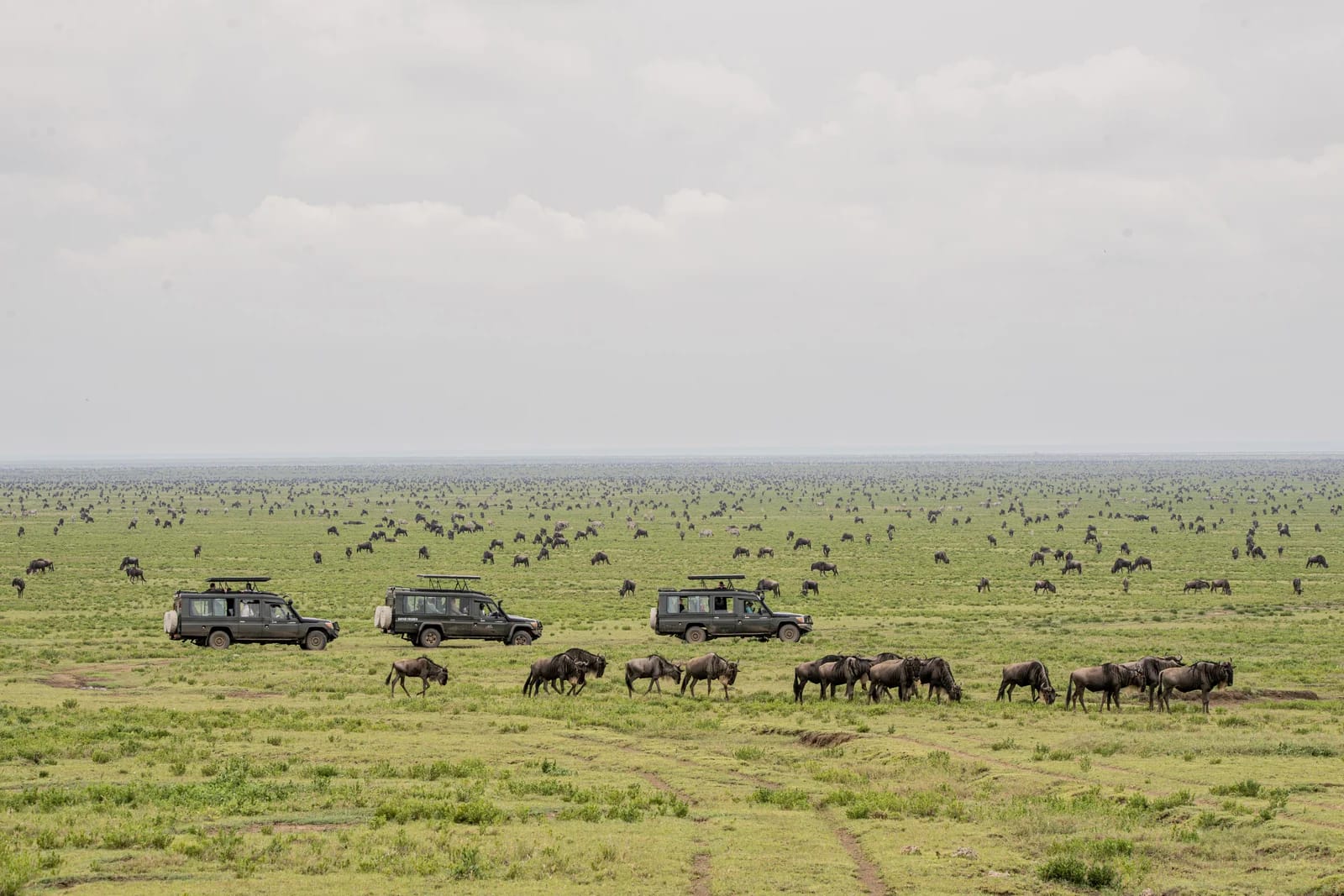 game drive during calving season in sourthern serengeti