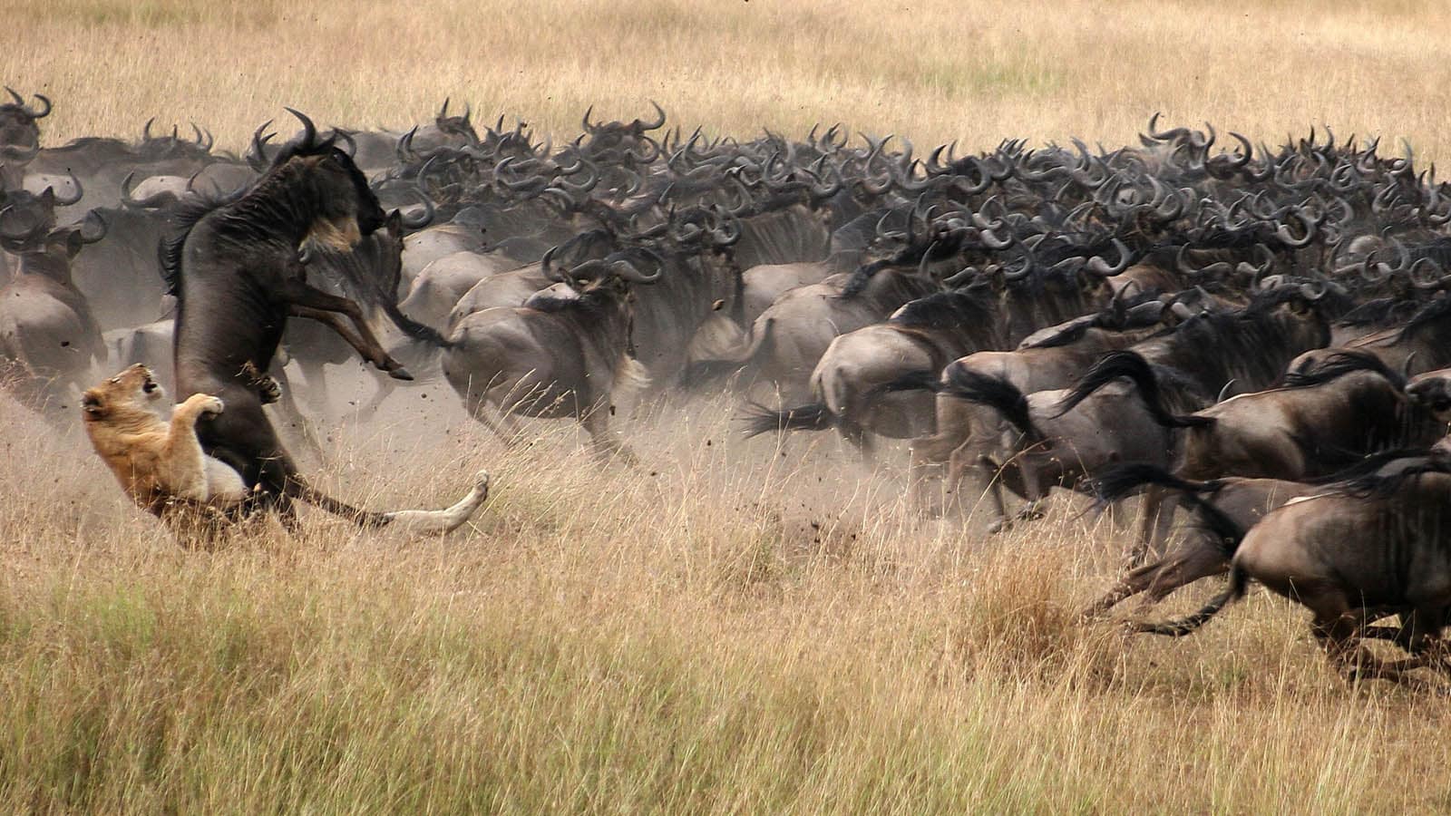lion hunt a wildebeest in a serengeti