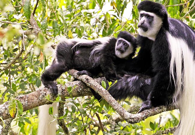 Day Trip to Arusha National Park