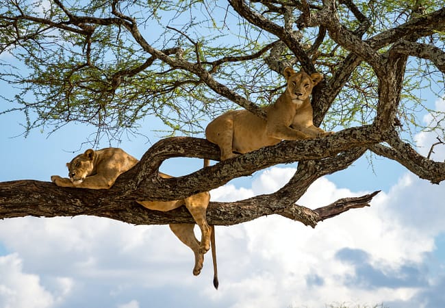 Day Trip to Lake Manyara National Park