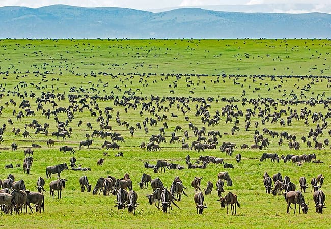 2 days serengeti safari