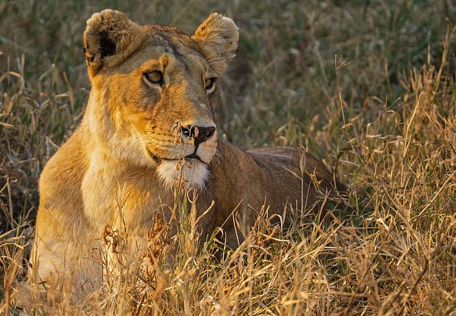 5 days Tanzania safari