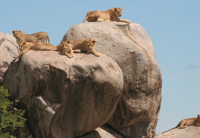 3 day tanzania safari