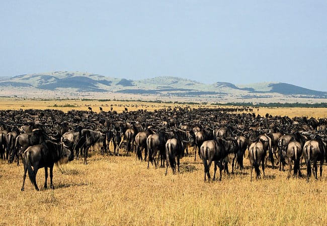 4 days tanzania safari