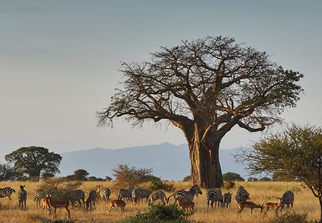 tarangire day trip