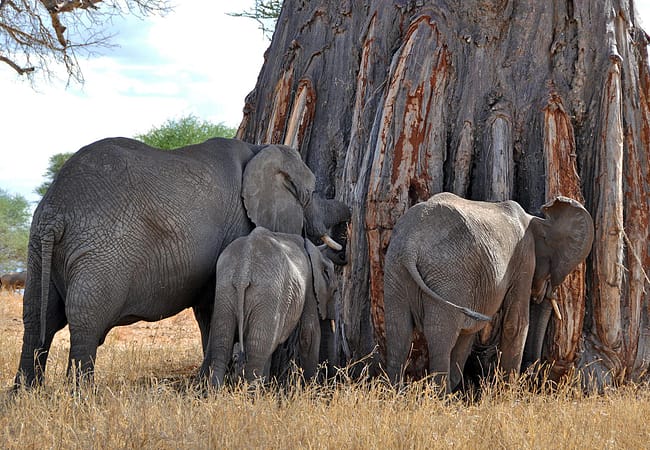 2 day tanzania safari