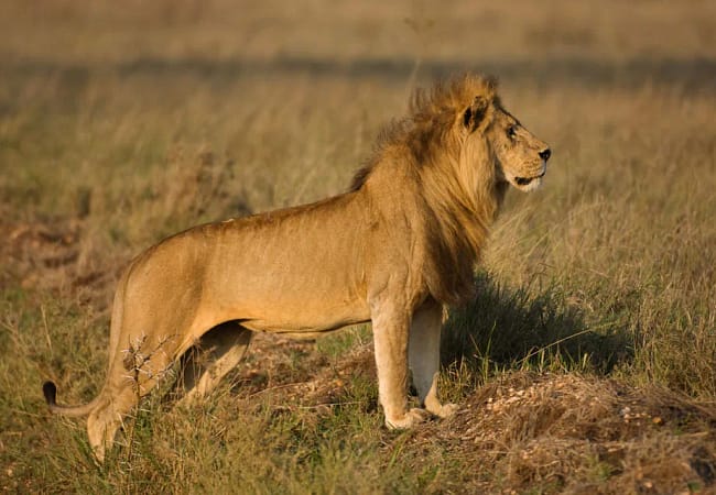 2 Day Mikumi national park safari