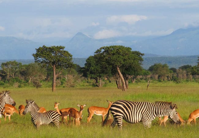 Day Trip to Mikumi National Park