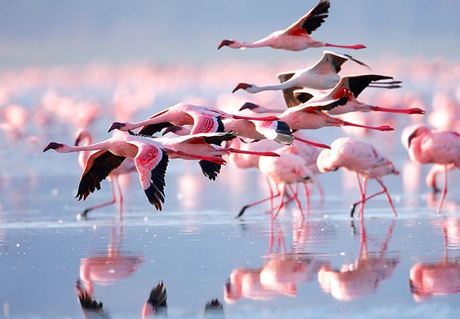 2 days lake natron tour