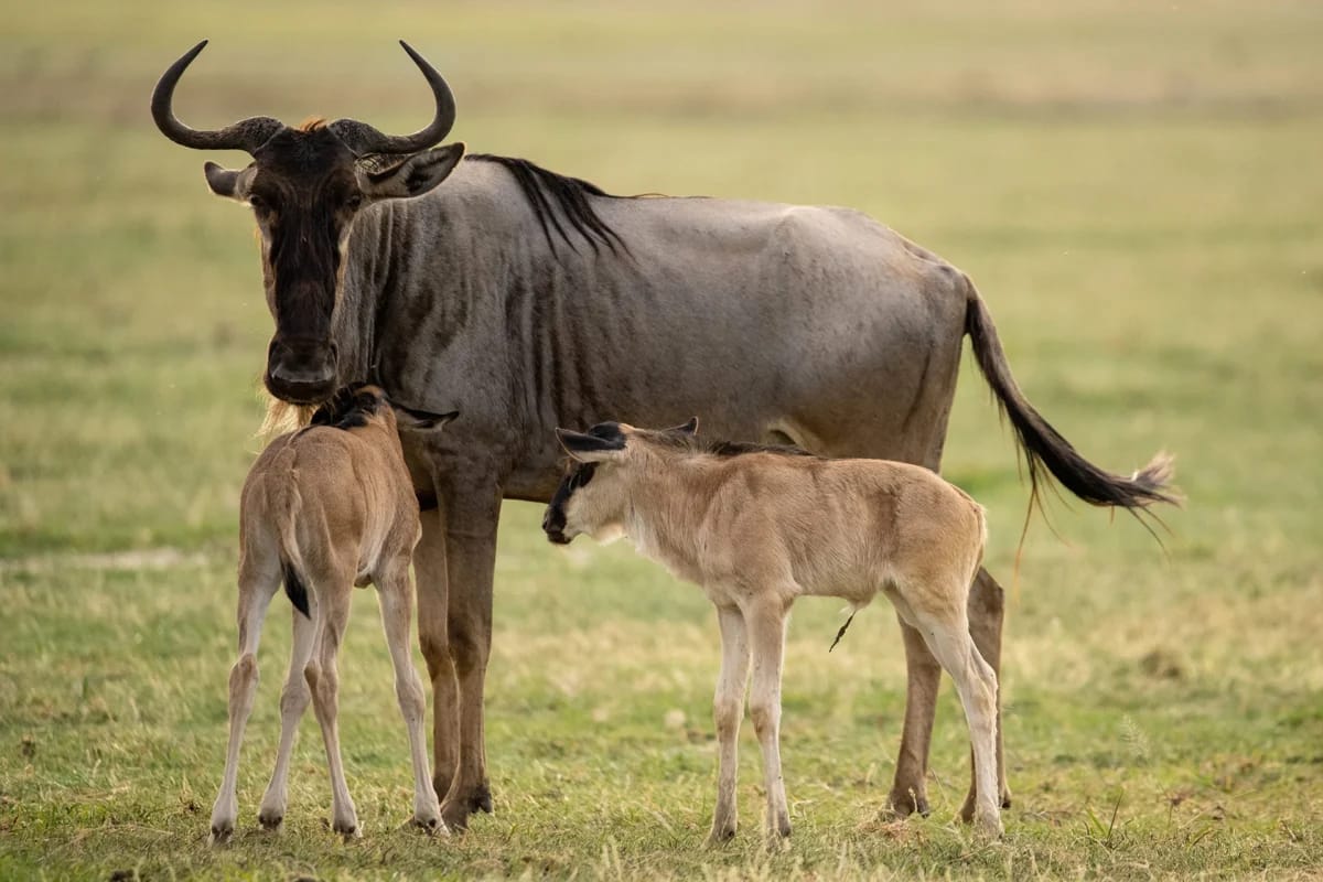 wildebeest with two calves in the southern Serengeti.